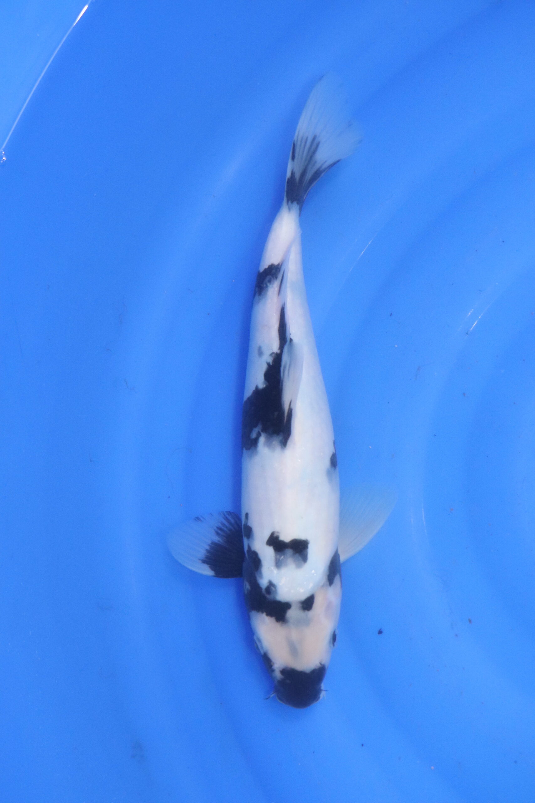 Carpe koi japonaise shiro utsuri (5609)