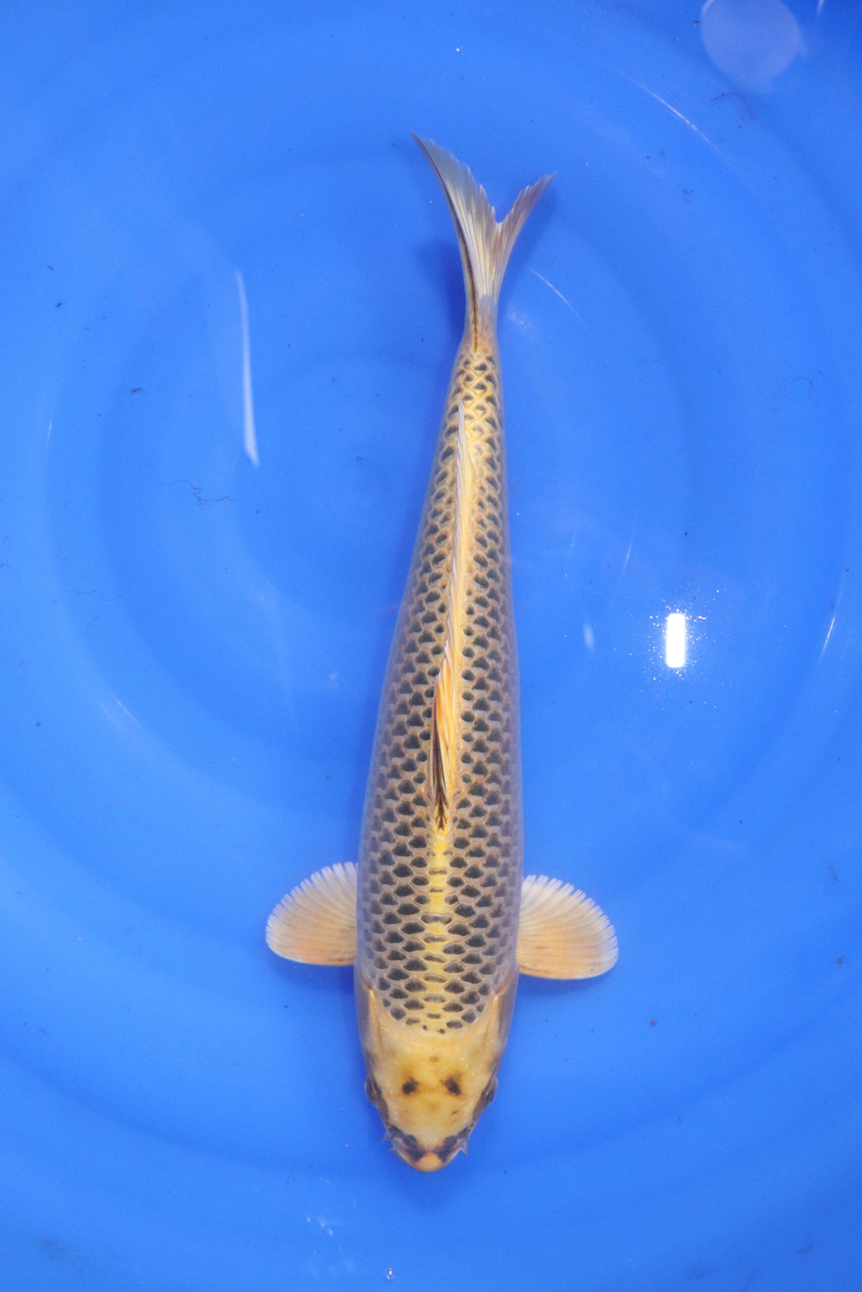 Carpe koi japonaise ki matsuba (5617)