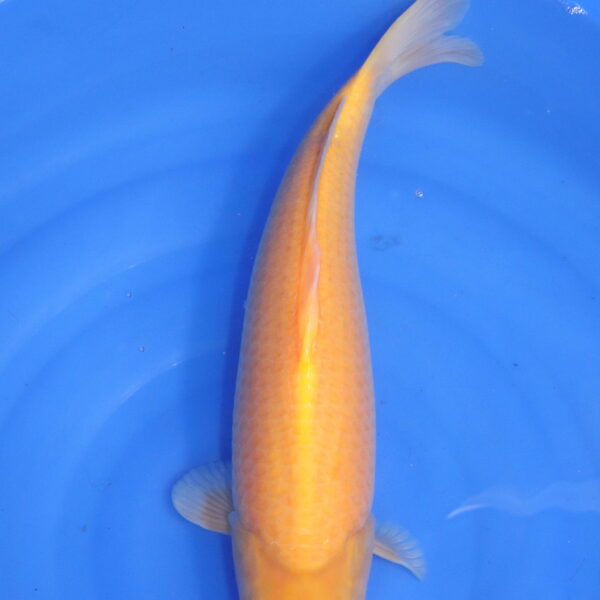 Carpe koi japonaise Karashigoi (5623)