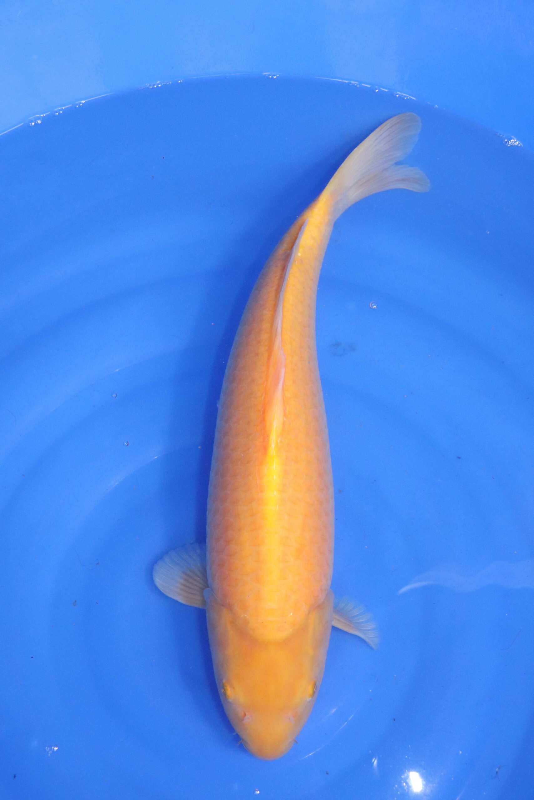Carpe koi japonaise Karashigoi (5623)