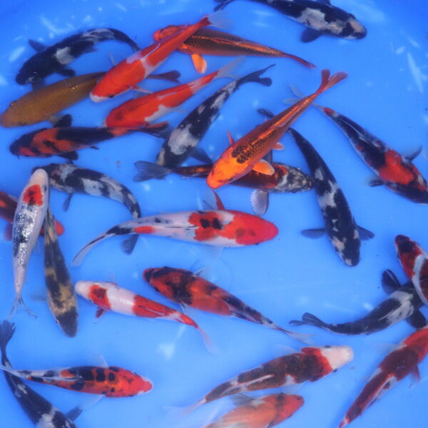 carpe koi japonaise Tosai 13-17cm
