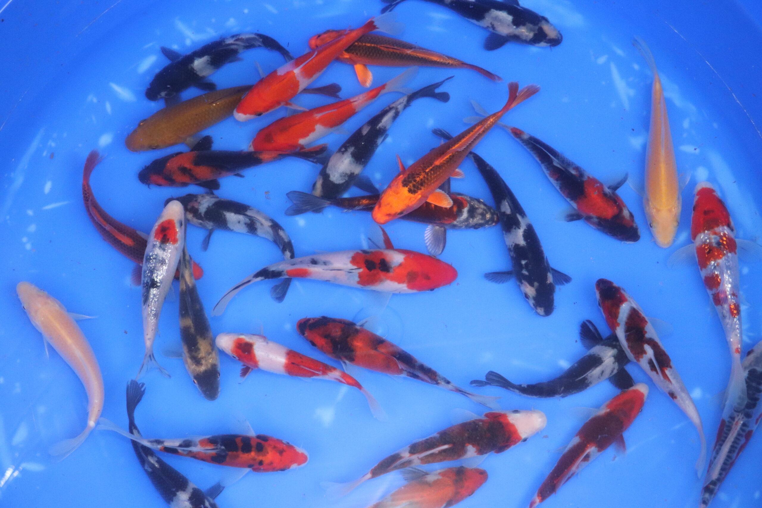 carpe koi japonaise Tosai 13-17cm