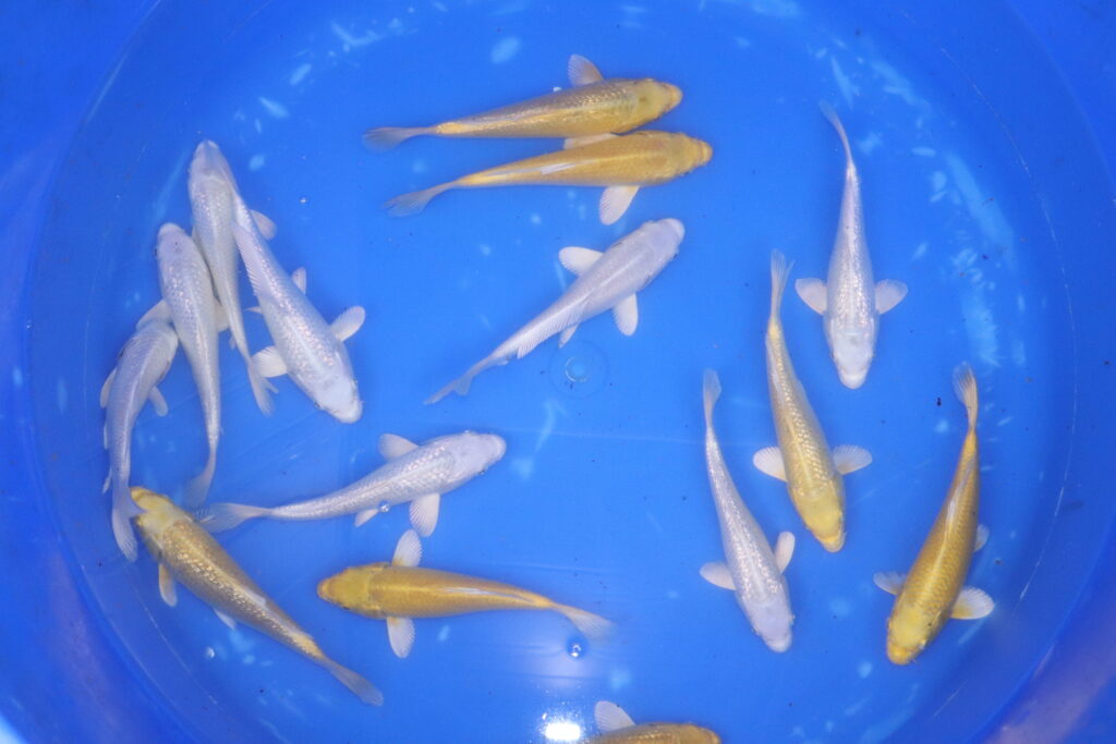 carpe koi japonaise tosai platinum et yamabuki ogon