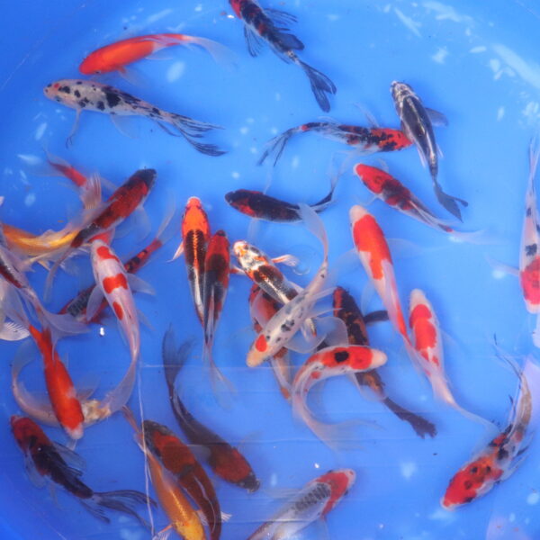 carpe koi japonaise tosai mix