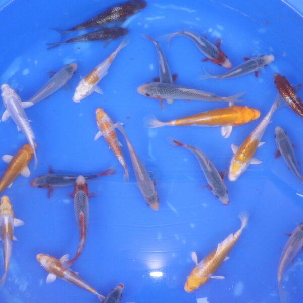 carpe koi tosai japonaise mix