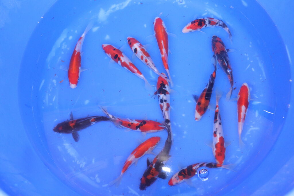 carpe koi japonaise tosai mix