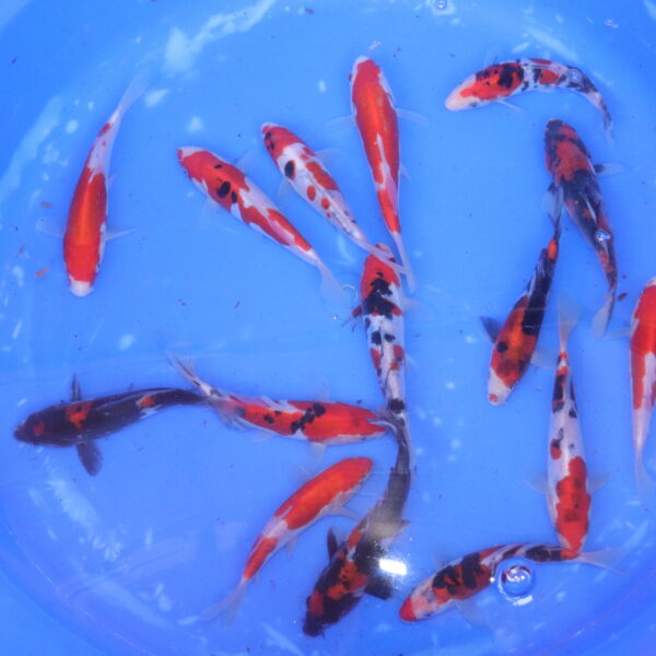 carpe koi japonaise tosai mix