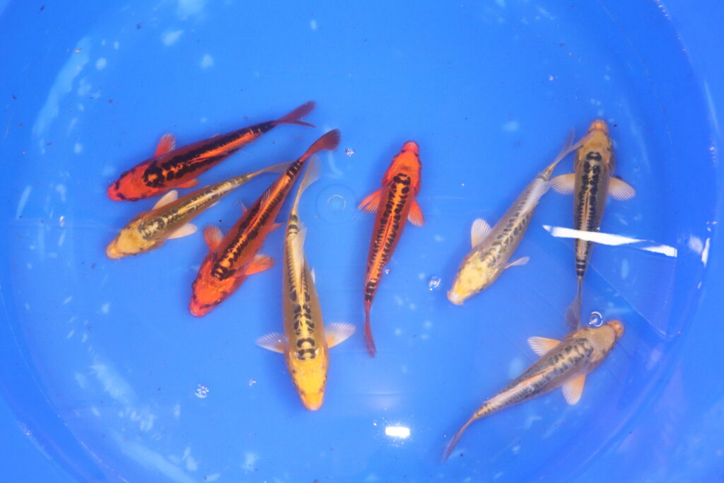 carpe koi tosai Mizuho Ogon