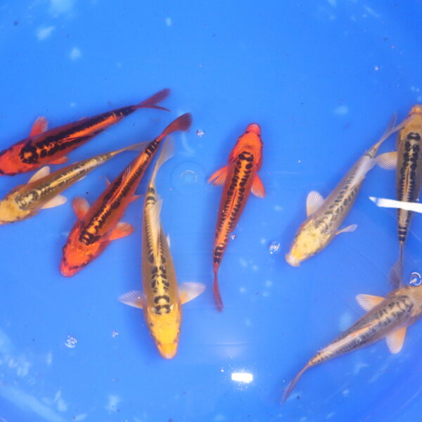 carpe koi tosai Mizuho Ogon