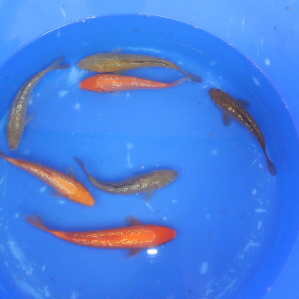 carpe koi japonaise tosai ginrin