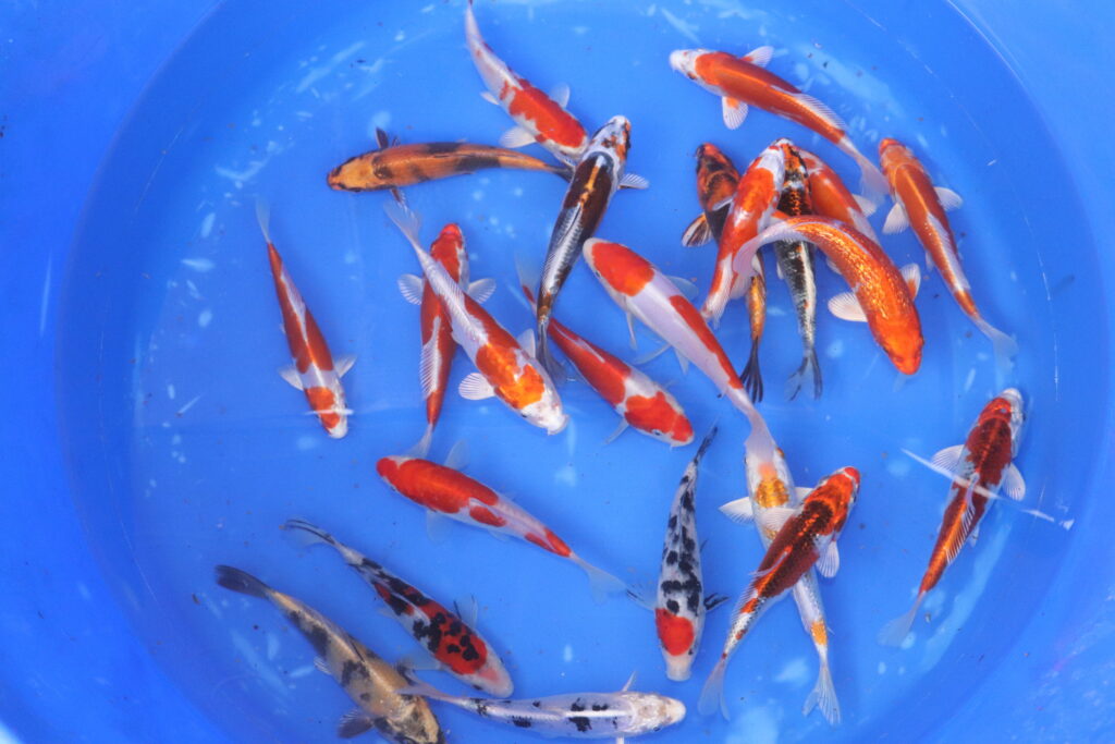 carpe koi japonaise tosai