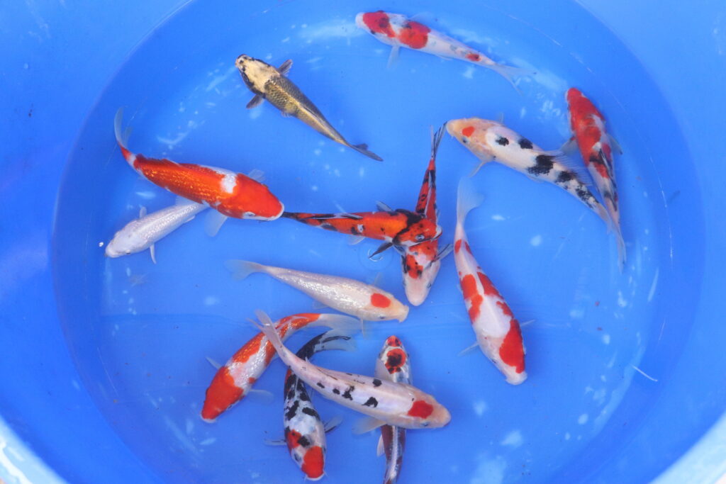 carpe koi japonaise mix tosai