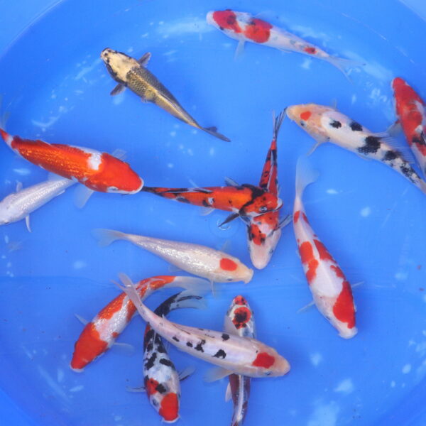 carpe koi japonaise mix tosai