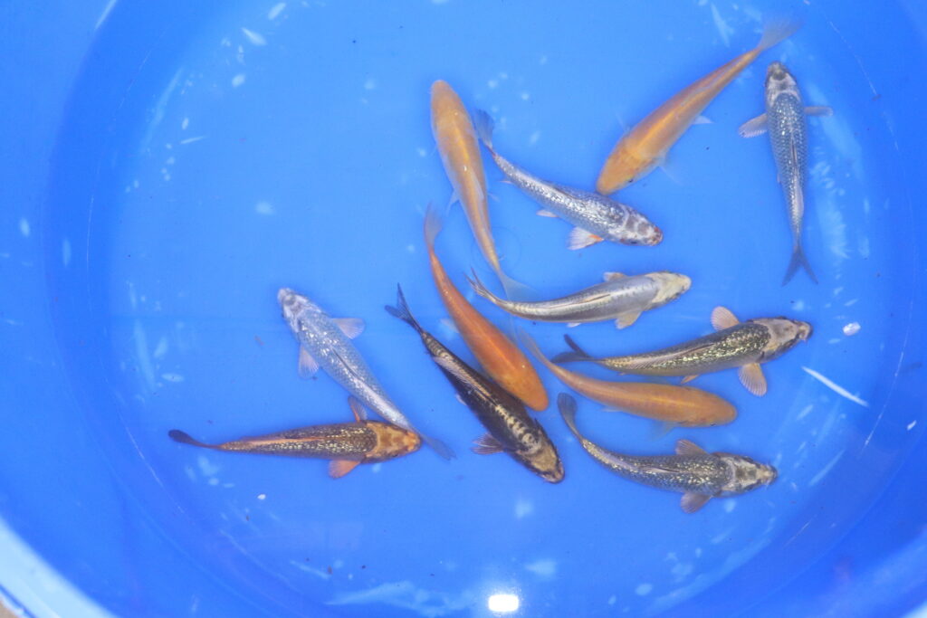 carpe koi tosai KABUTO, karashigoi, mukashi
