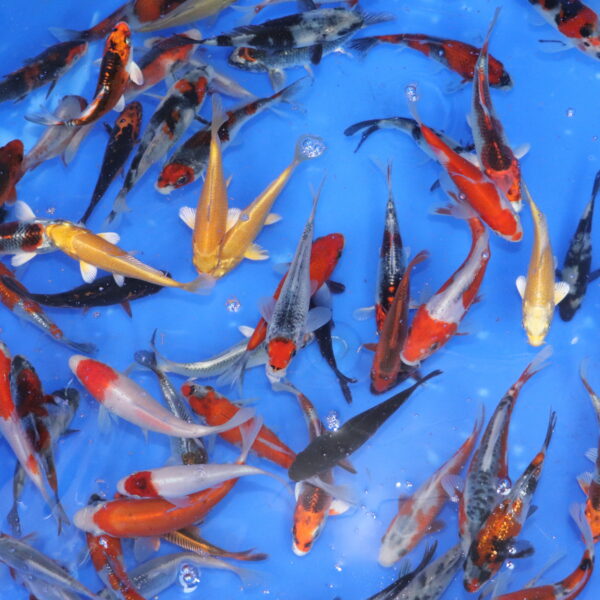 carpe koi japonaise tosai de 10-12cm