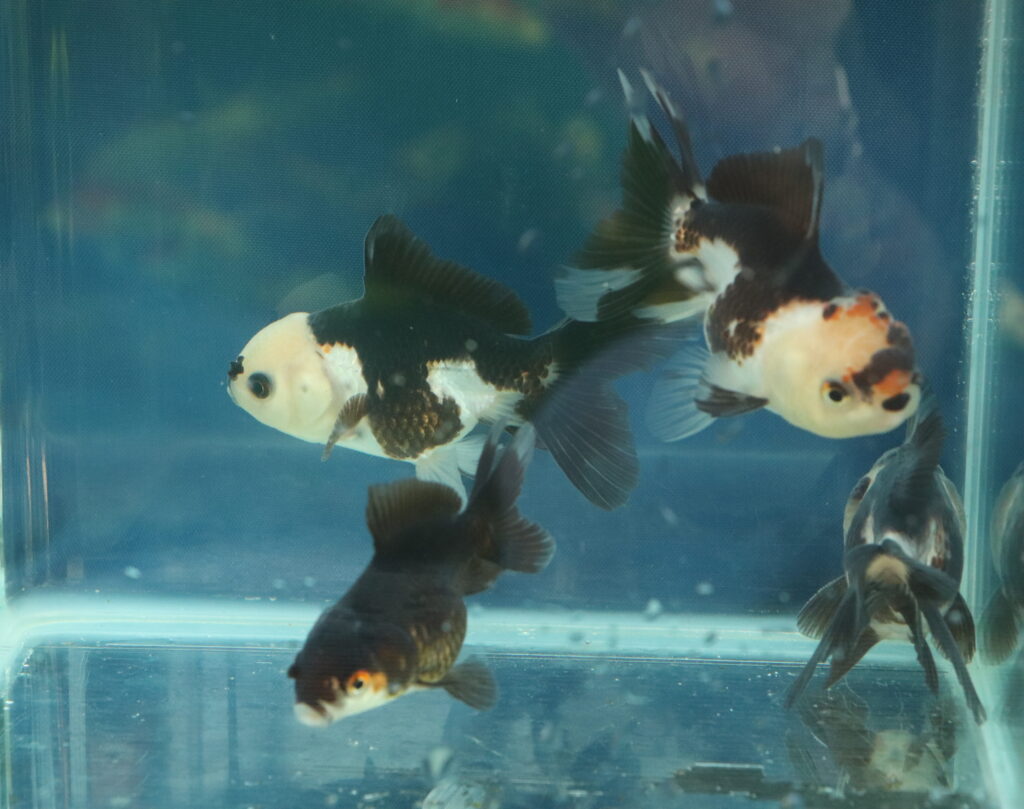 voile de chine Panda