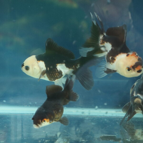 voile de chine Panda