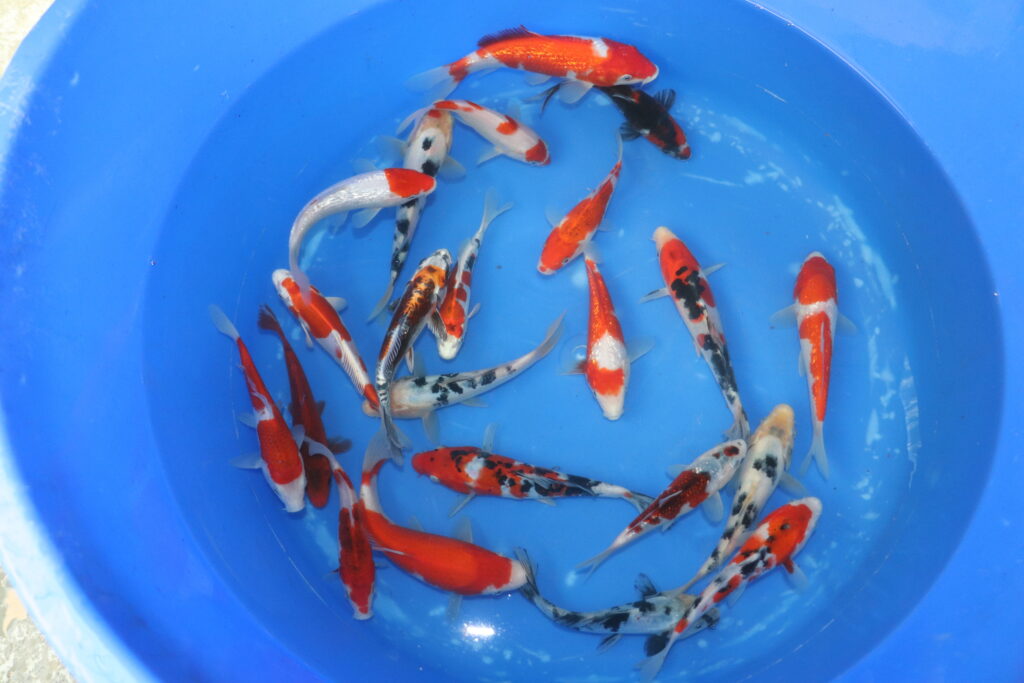 tosai mix japonaise 15-20cm