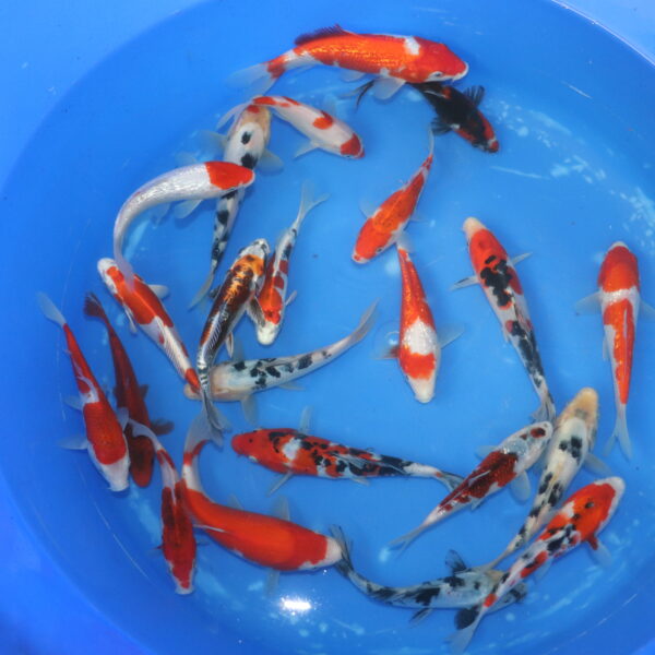 tosai mix japonaise 15-20cm