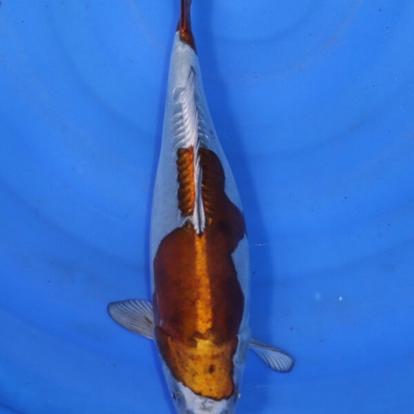 Carpe koi Ochiba – Ochiba Doitsu 27cm (5808)