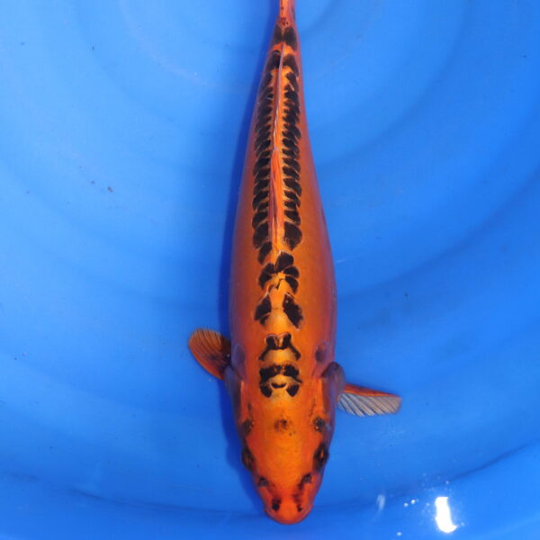 Carpe koi Mizuho Ogon – Mizuho Ogon 30cm (5816)