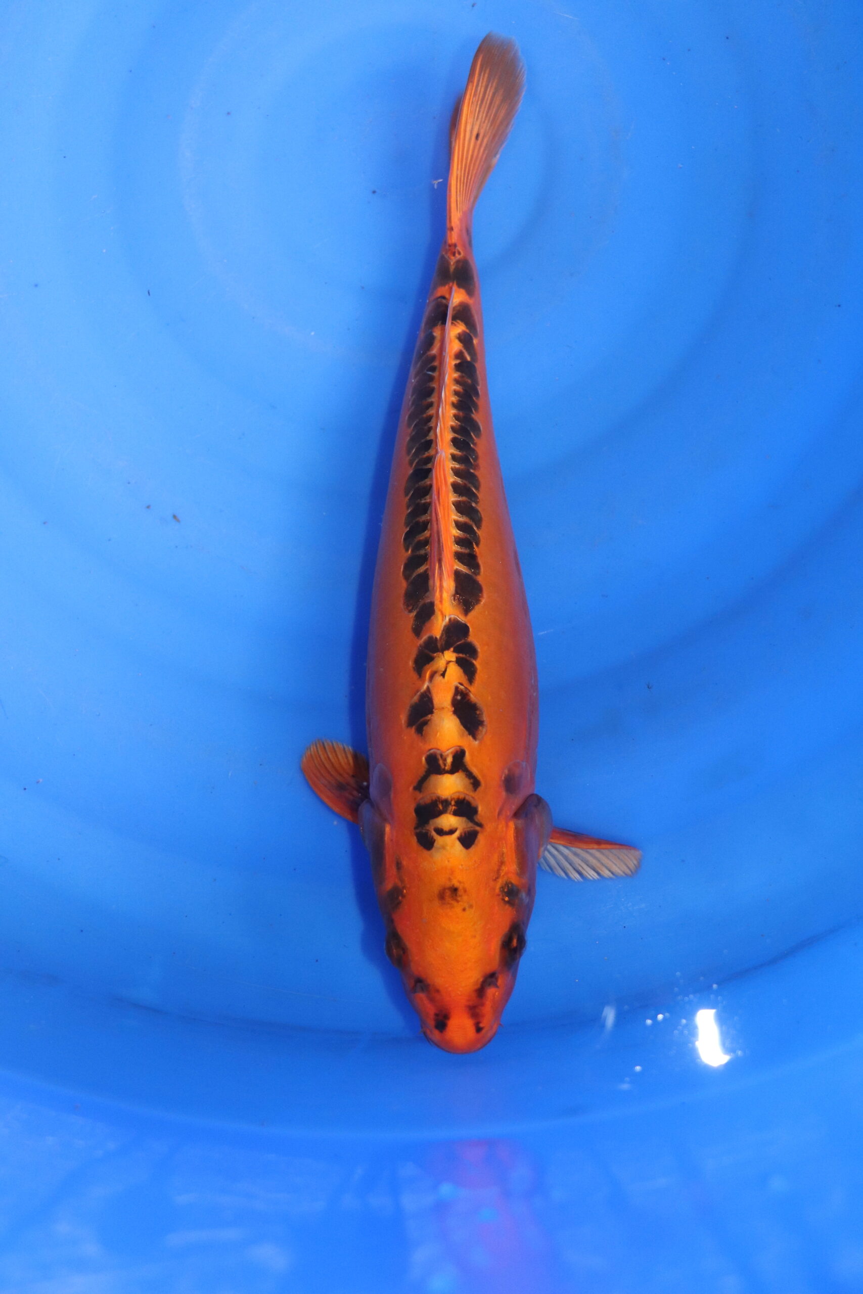 Carpe koi japonaise Mizuho Ogon