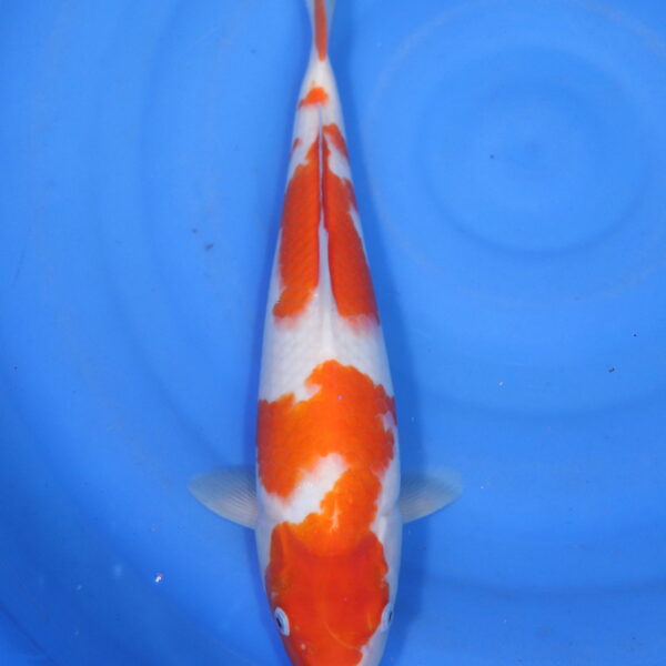 Carpe koi Kohaku – Kohaku 32cm (5820)