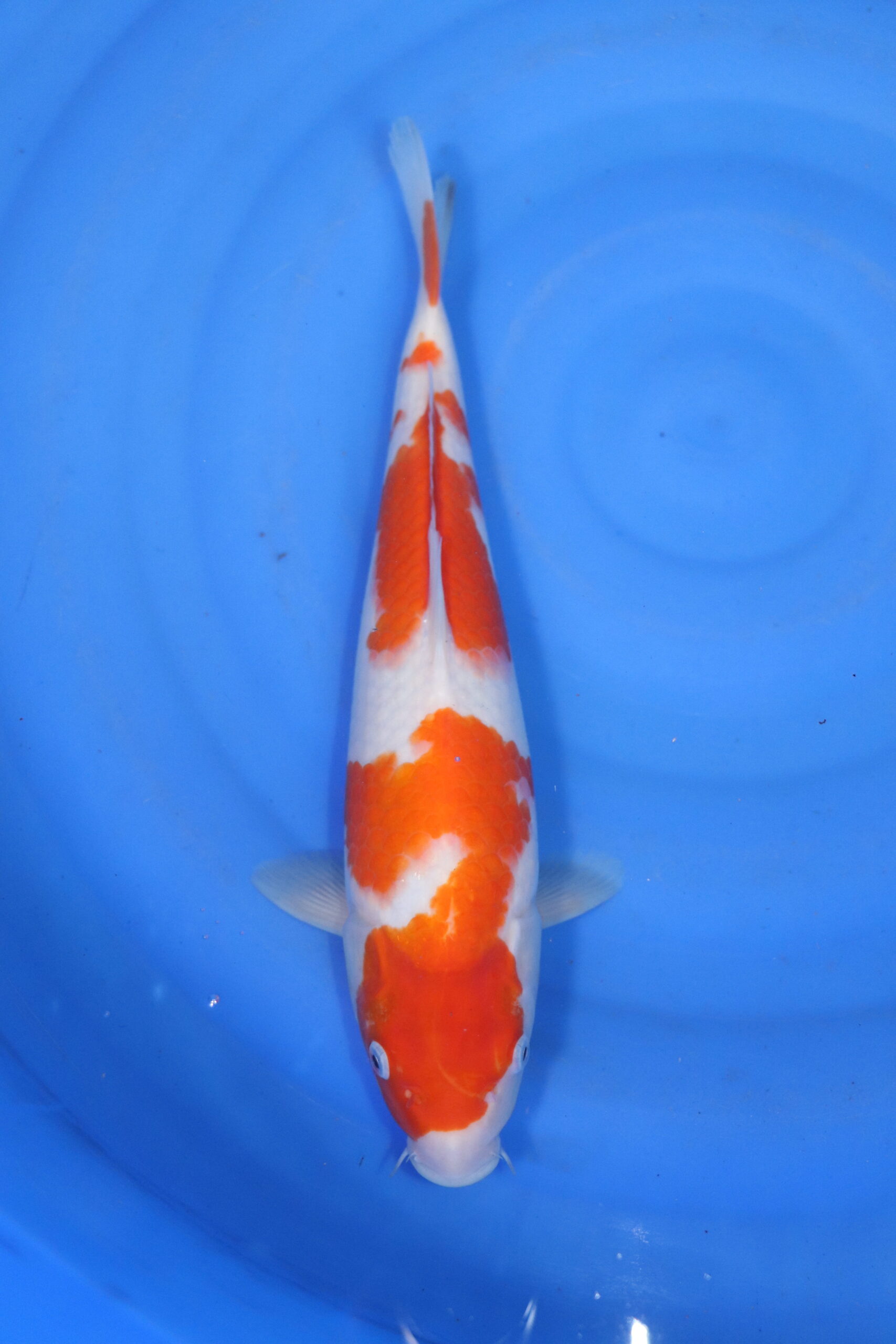 Carpe koi japonaise Kohaku