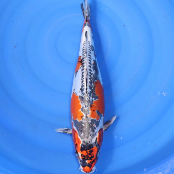 Carpe koi Beni Kikokuryu – Beni Kikokuryu 45cm (5827)