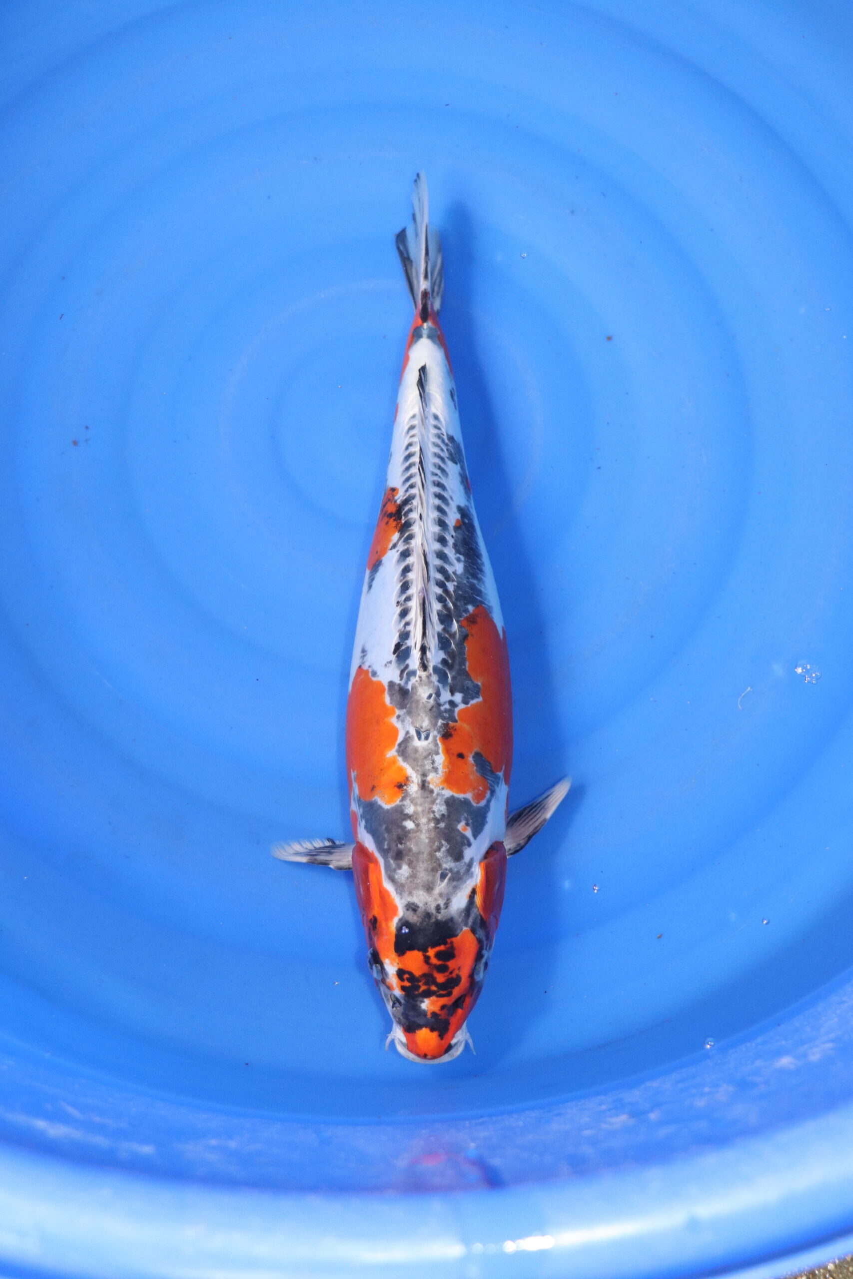 Carpe koi japonaise beni kikokuryu