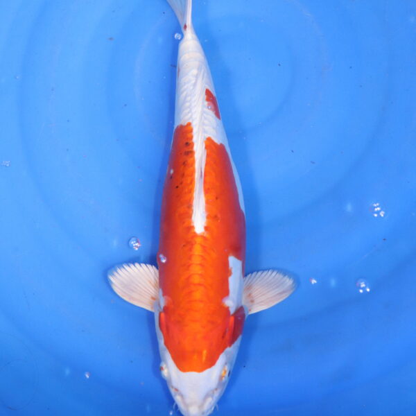 Carpe koi Kikusui – Kikusui 34cm (5829)