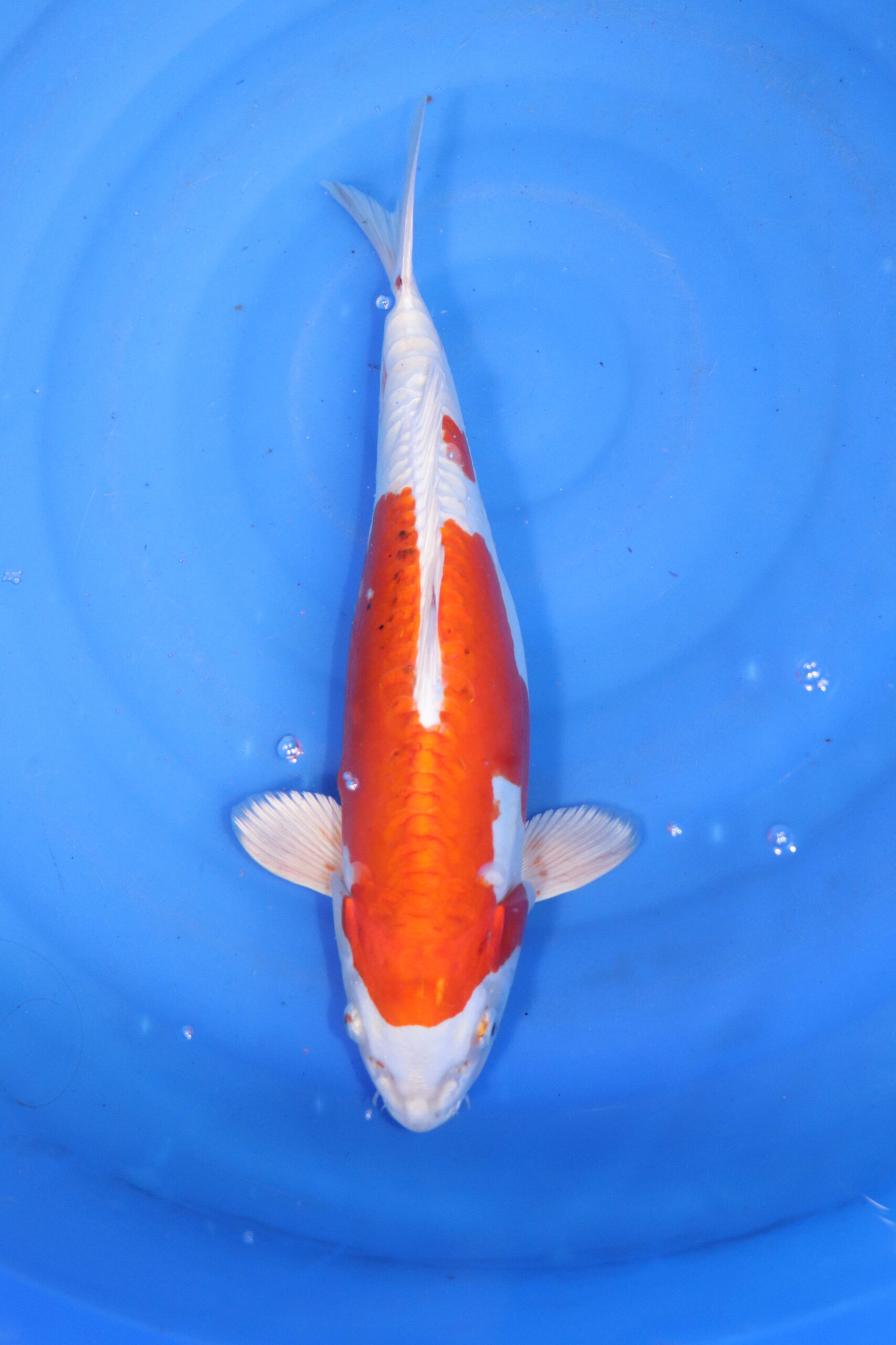 Carpe koi japonaise Kikusui
