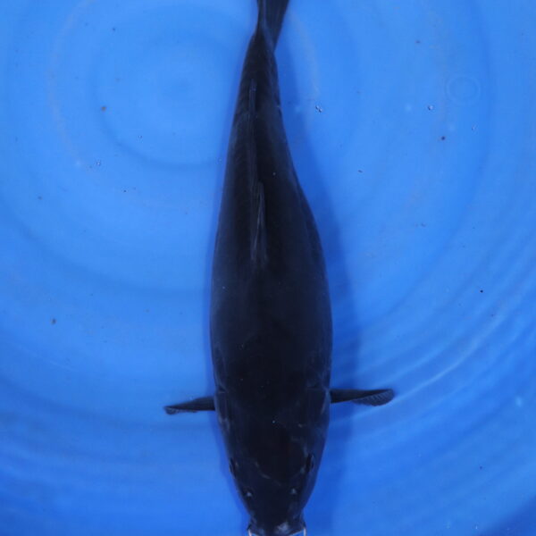 Carpe koi Ochiba – Kuro Ochiba Doitsu 38cm (5834)