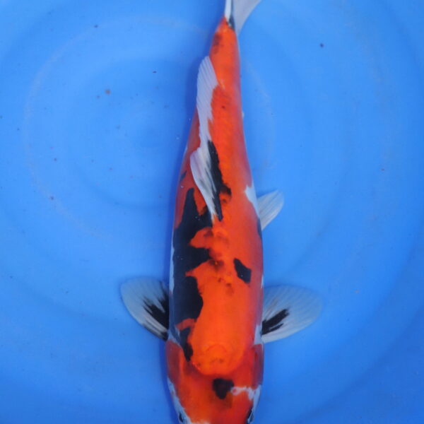 Carpe koi Showa – Showa Doitsu 36cm (5835)