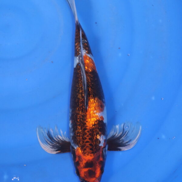 Carpe koi Showa – Kin Showa Ginrin Voile 35cm (5837)