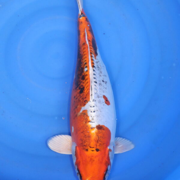 Carpe koi Yamato Nishiki – Yamato Nishiki 46cm (5839)