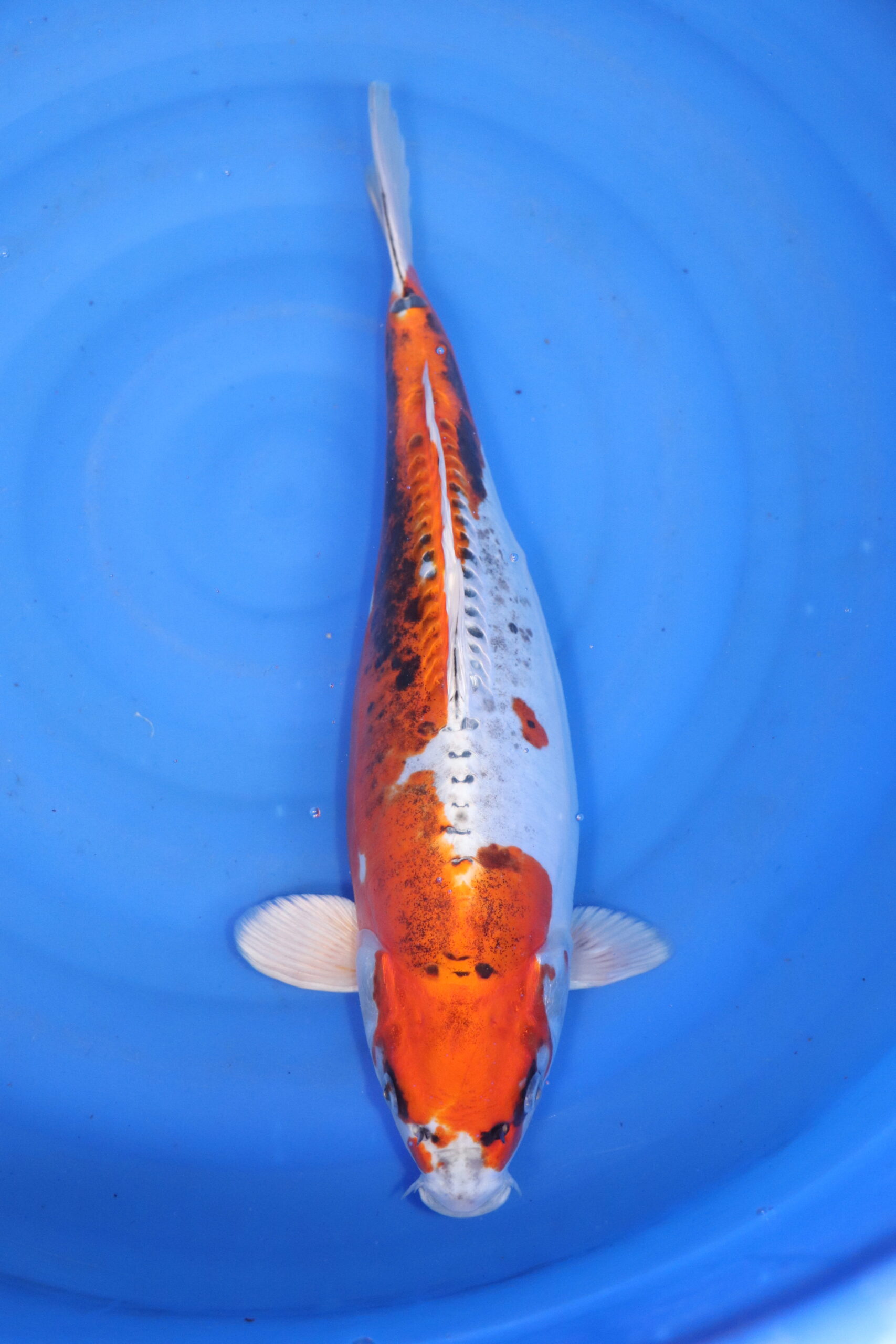 Carpe koi japonaise Yamato Nishiki
