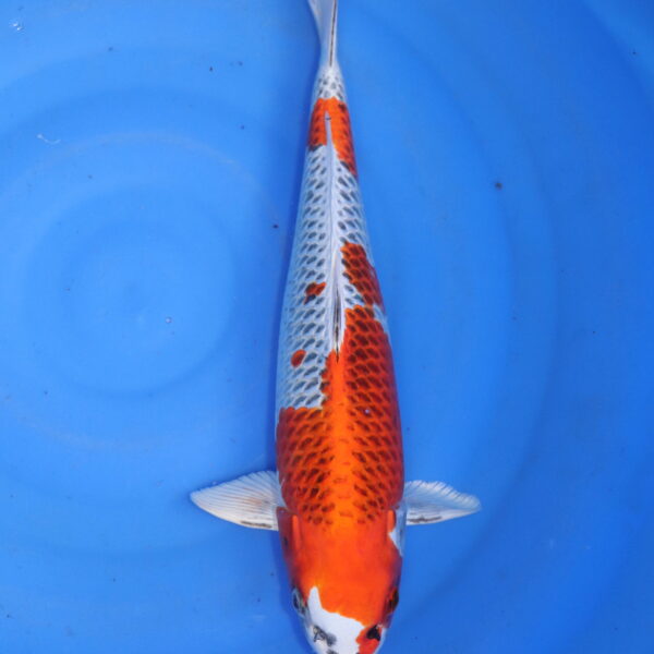 Carpe koi Kujaku – Kujaku 37cm (5843)