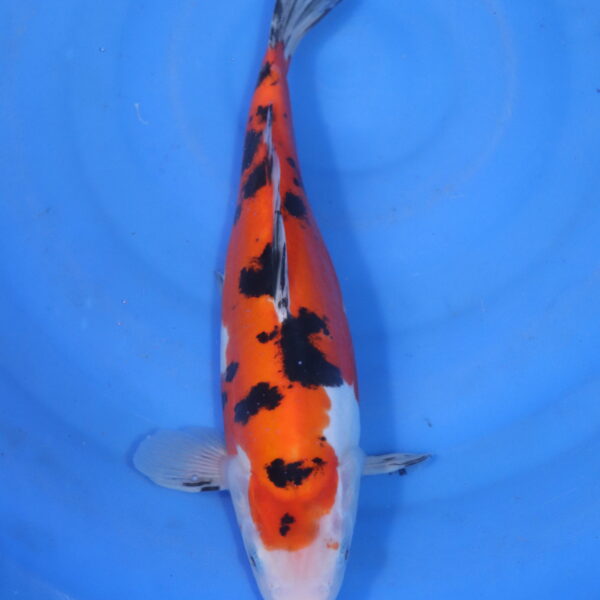 Carpe koi Sanke – Sanke Doitsu 32cm (5844)