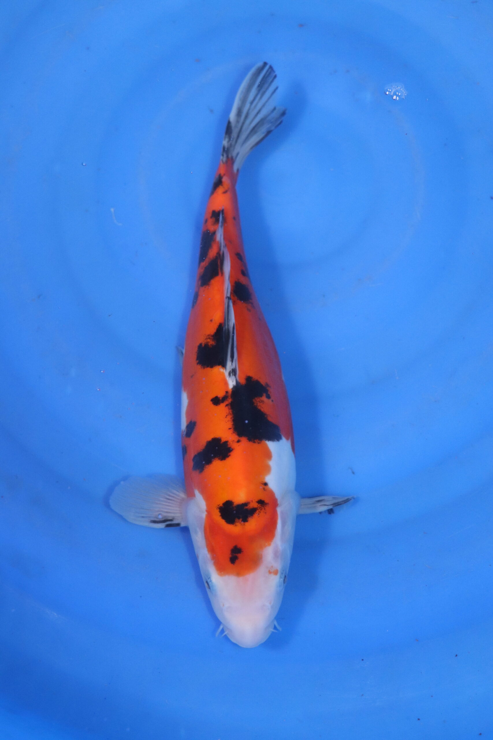 Carpe koi japonaise sanke doitsu