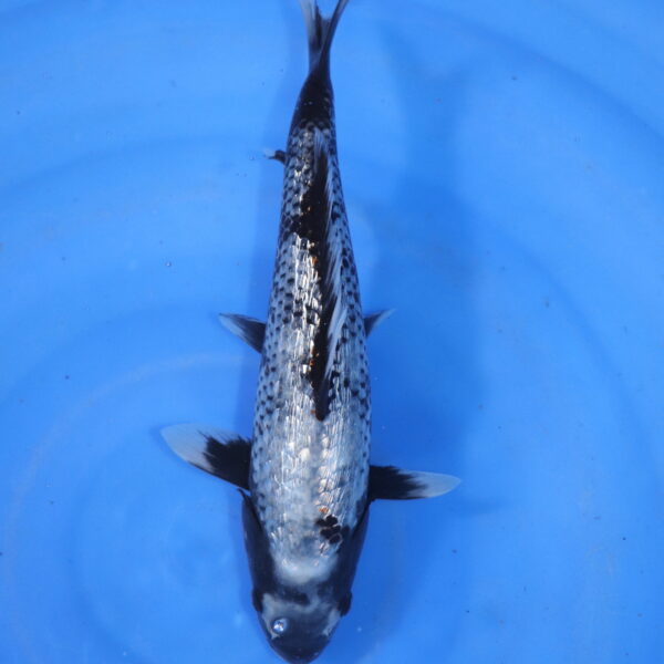Carpe koi Matsukawabake – Matsukawabake Ginrin 30cm (5847)