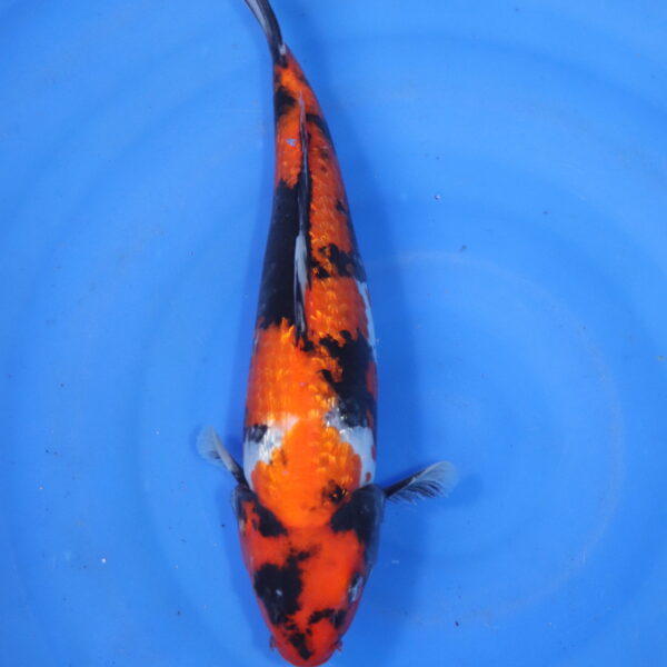 Carpe koi Showa – Showa Ginrin 32cm (5849)