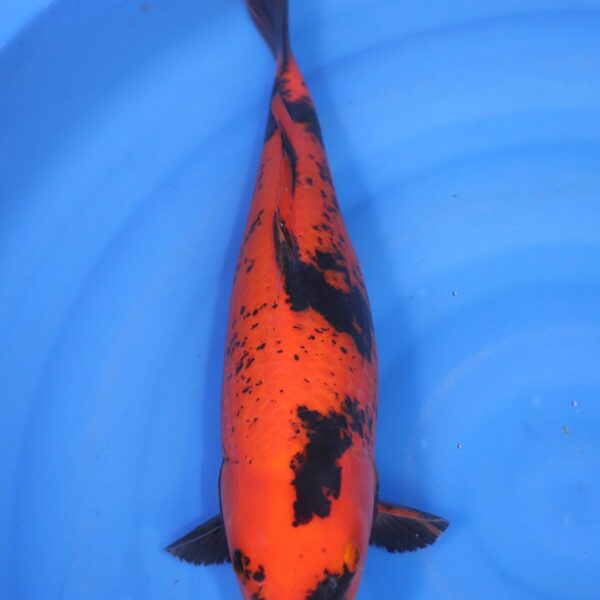 Carpe koi Hi Utsuri – Hi Utsuri 42cm (5854)