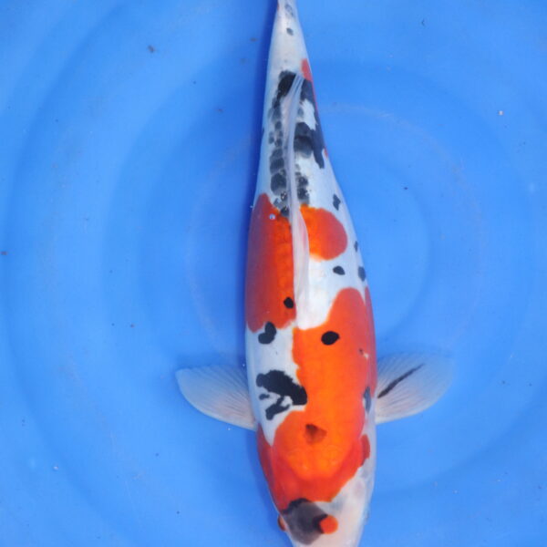 Carpe koi Showa – Showa Doitsu 38cm (5869)