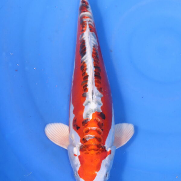 Carpe koi Yamato Nishiki – Yamato Nishiki 39cm (5869)