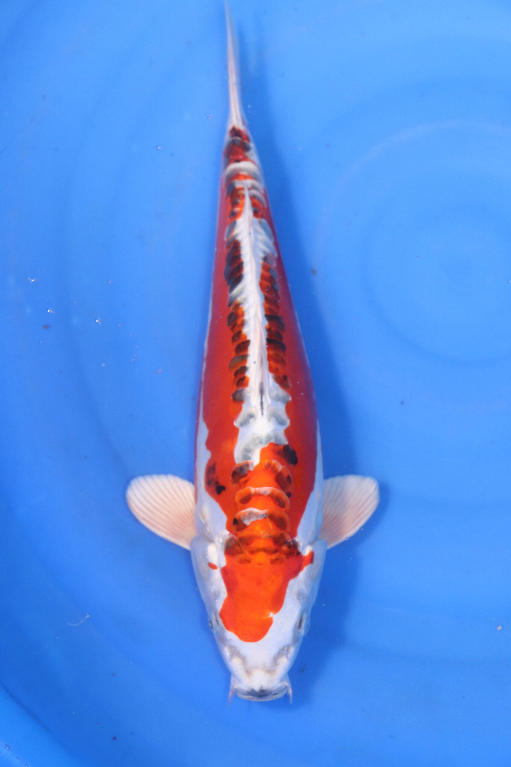 Carpe koi japonaise Yamato Nishiki