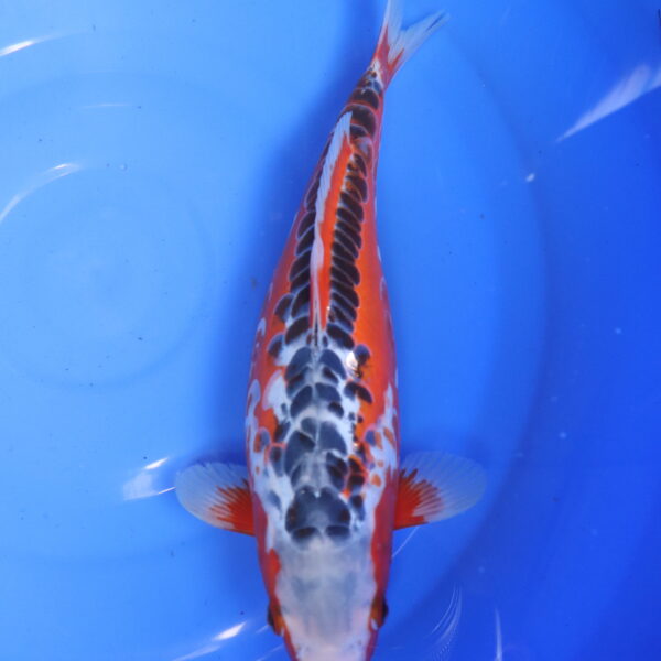 Carpe koi Shusui – Hi Shusui 34cm (5877)