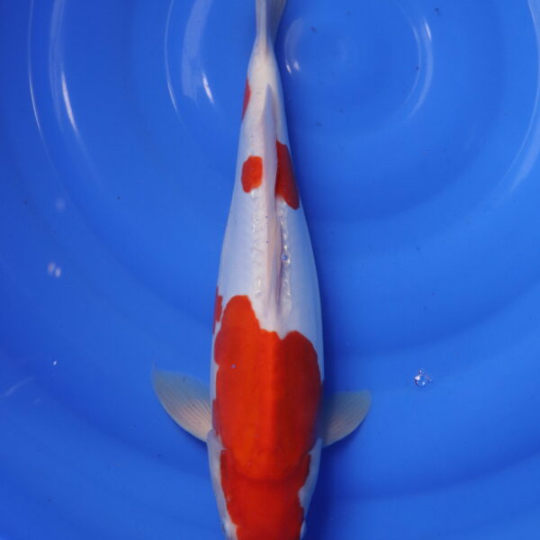 Carpe koi Kohaku – Kohaku Doitsu 40cm (5879)