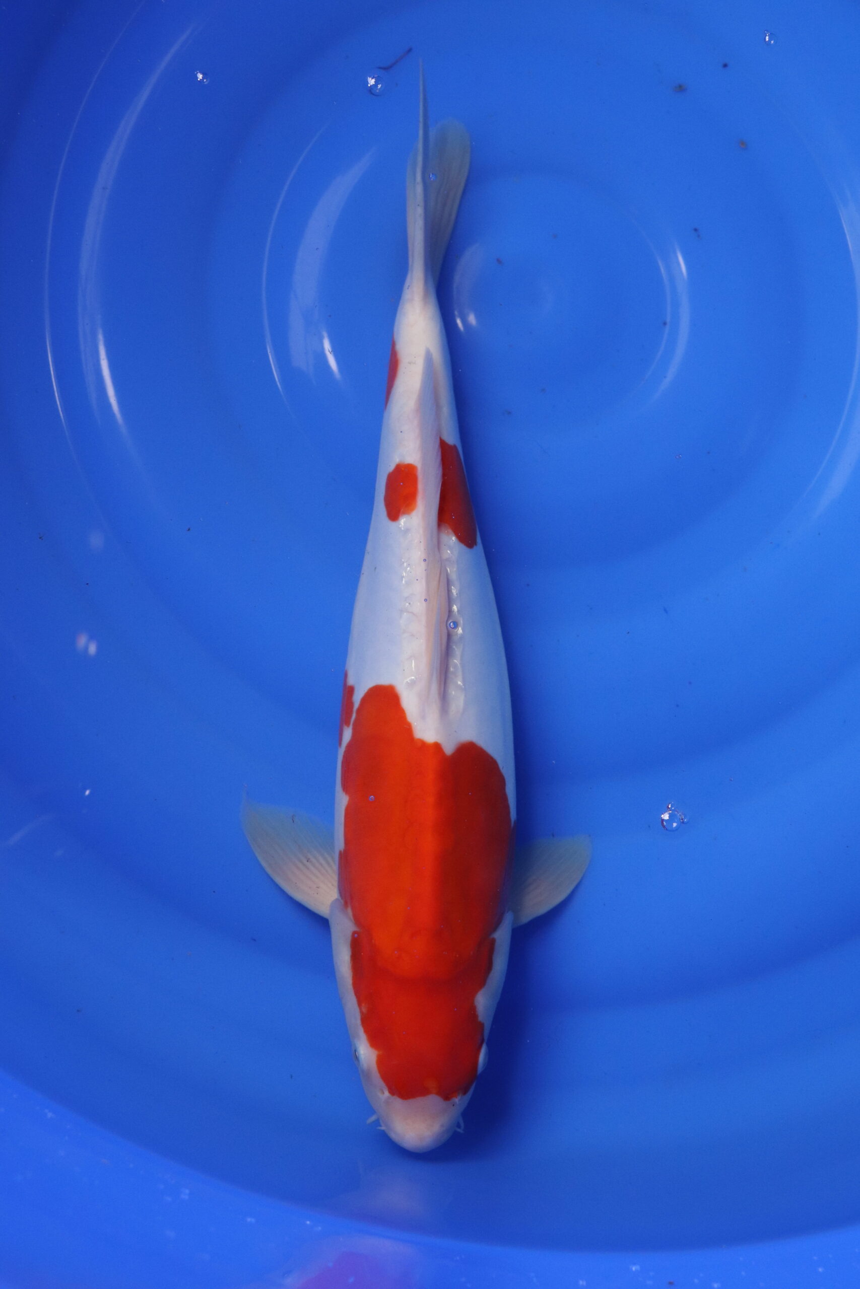 Carpe koi japonaise Kohaku Doitsu