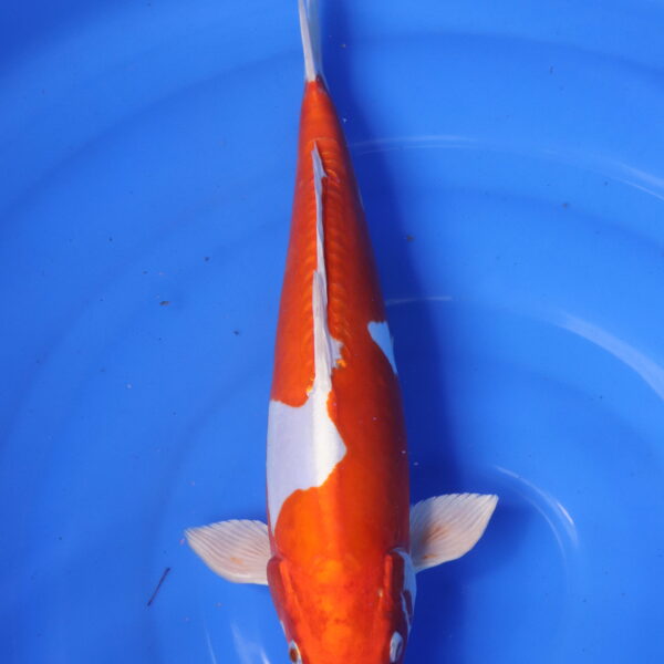 Carpe koi Kikusui – Kikusui 38cm (5887)